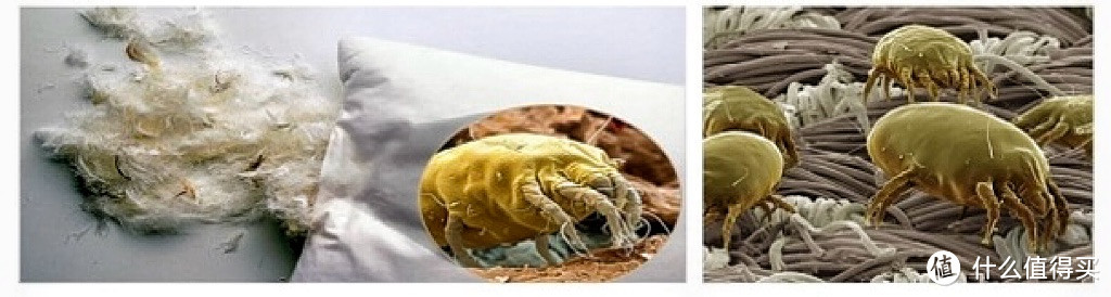 家里的床垫地毯怎么清洁?灰尘、螨虫、毛发、污渍……布艺家居如何选择清洁电器?